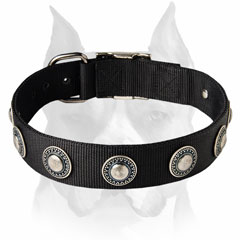 Stylish nylon decorated Amstaff dog collar 