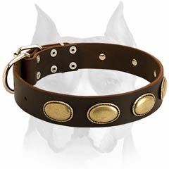 Oval plates design leather dog collar for Amstaff breed