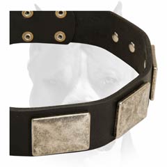 Amstaff breed leather dog collar for stylish breeds