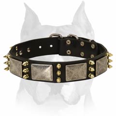 War dog Amstaff leather collar with stylish decoration