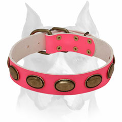 Vintage style leather dog collar for female Amstaff breed