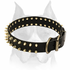 Leather dog collar with buckle for Amstaff