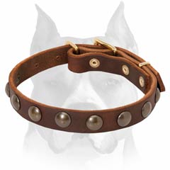 Walking and basic puppy training leather dog collar for Amstaff breed