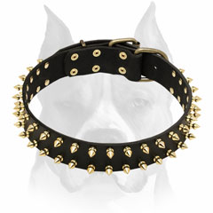 Amstaff solid leather dog collar decorated with spikes