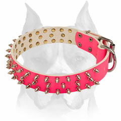 Reliable buckle leather dog collar for Amstaff breed