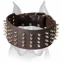 Spiked leather dog collar for Amstaff breed