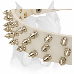 Amstaff spiked and riveted manually pure leather dog collar