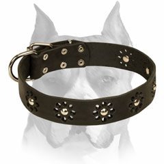 Amstaff Leather Collar With Unique Flower Design
