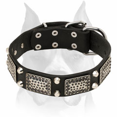 Leather dog collar for Amstaff