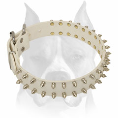 Pure leather Amstaff breed collar