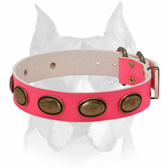 Natural materials leather dog collar for female Amstaff breed