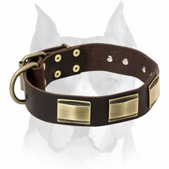 Leather dog collar decorated with plates for Amstaff