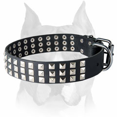 Amstaff decorated with pyramids leather dog collar