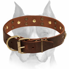 Leather Collar With Brass-Plated Studs for Amstaff Walking