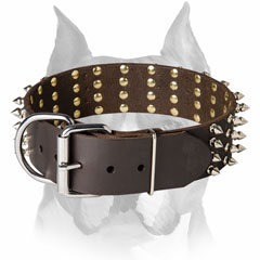 Genuine leather dog collar with nickel-plated buckle for Amstaff breed