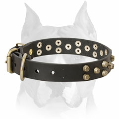 Genuine leather Amstaff breed collar