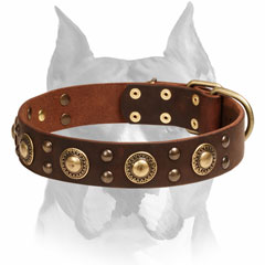 Leather Collar for Amstaff Everyday  Activities