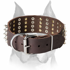 Incredible design leather dog collar for Amstaff breed