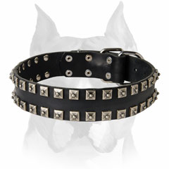 Amstaff durable leather dog collar decorated with studs