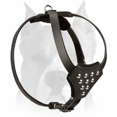 Decorated with half-ball studs pure leather harness for Amstaff breed puppies