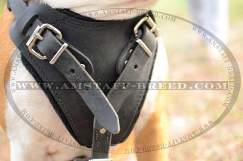 Comfortable padded chest plate on Amstaff harness