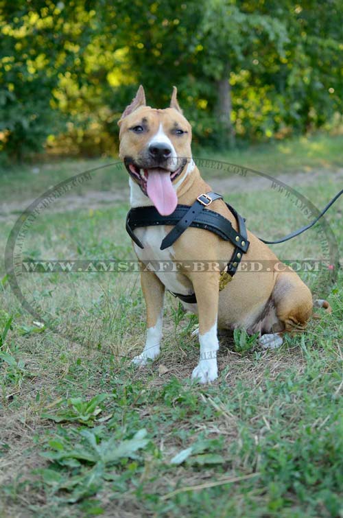 Durable leather dog harness for Amstaff