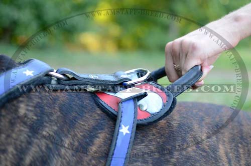 Leather Amstaff dog harness with padded back plate