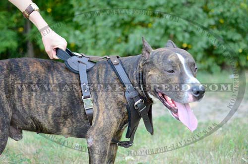 trainign Amstaff harness with handle