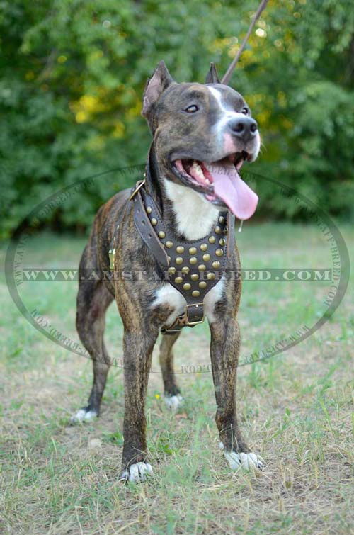 Brass studs on chest plate of Amstaff harness