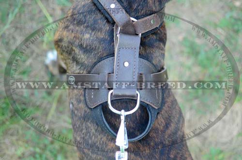 Leather harness with D-ring on back plate for Amstaff 