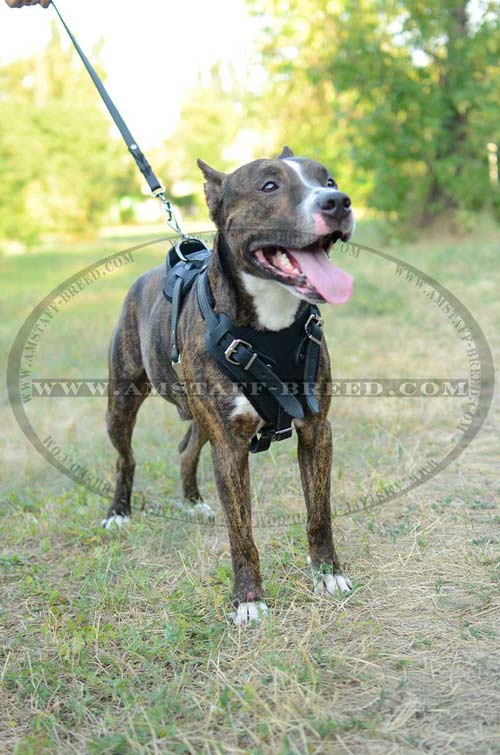 Comfortable Amstaff harness for daily use