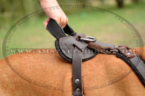 Brown Amstaff leather harness