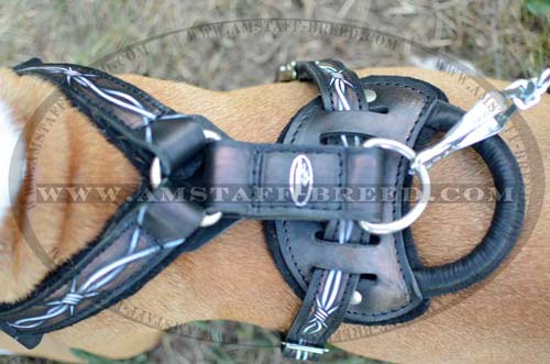 Leather Amstaff harness with quick grab handle