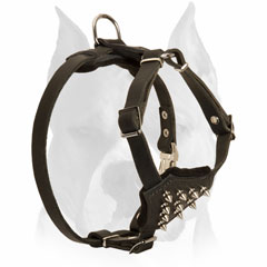 Stitched leather Amstaff harness for puppies with rivets