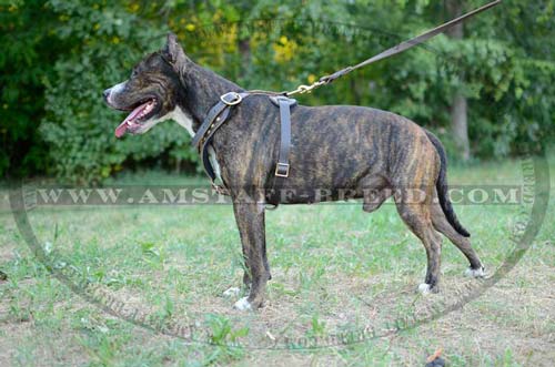 Snug harness for walking Amstaff dog