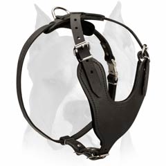 Durable leather harness for Amstaff dog’s agitation