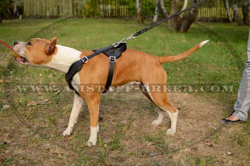 Comfortable harness for Amstaff dog