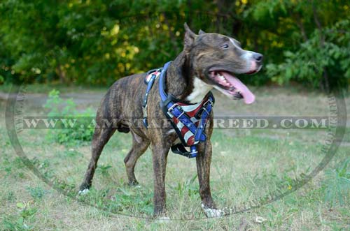 Hand painted dog harness