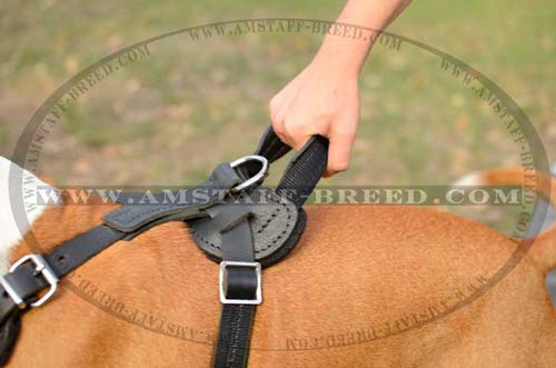 Dog harness with handle for better control