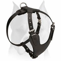 Reliable leather harness for Amstaff