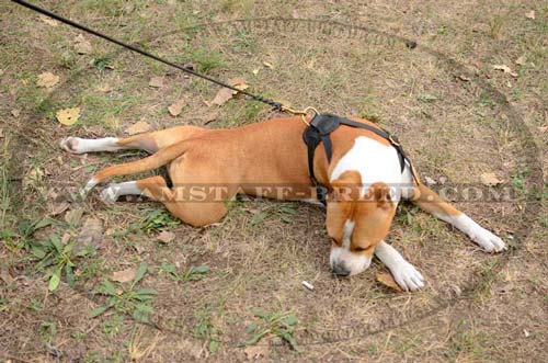 Durable and reliable leather dog harness