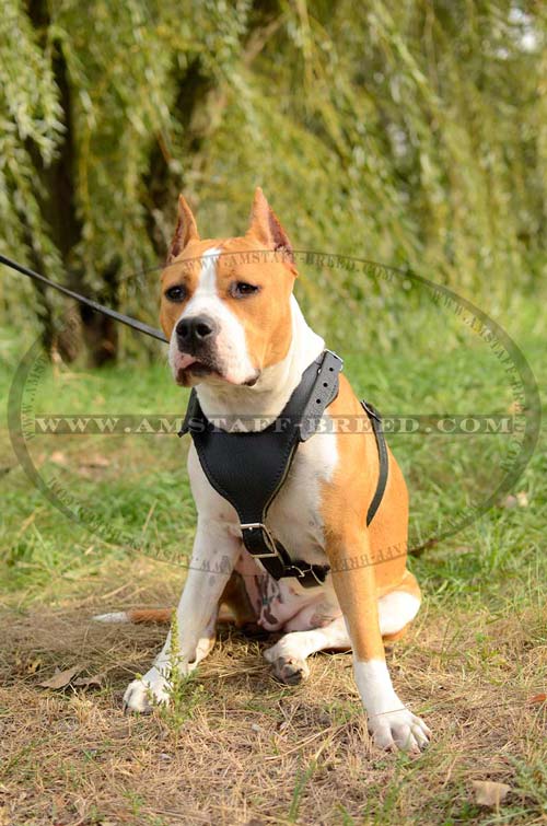 Well harnessed Amstaff dog