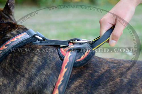 Amstaff dog harness for agitation training