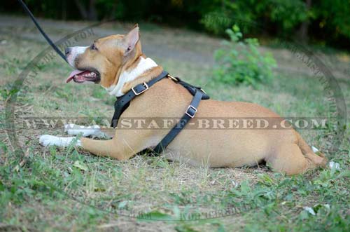 Amstaff leather harness for tracking