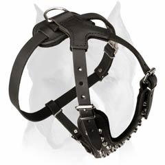 Leather harness with decorative metal pyramids for Amstaff