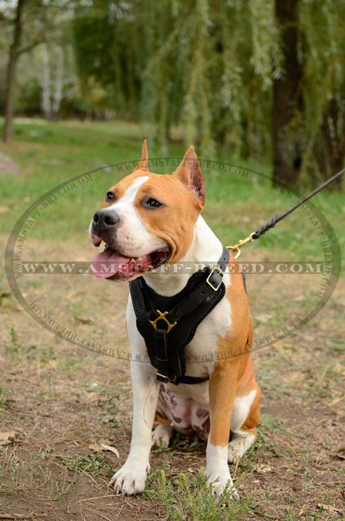 Leather dog harness suitable for walking and training