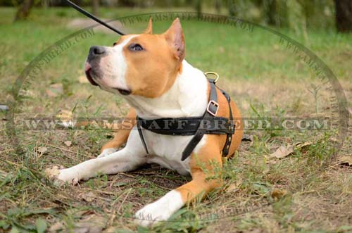 High quality leather dog harness
