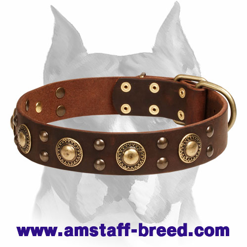 "Space-like" Leather Amstaff Collar with Brass - Plated Decorations