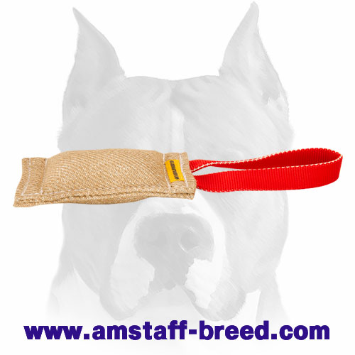 Amstaff Puppy Bite Tug for Training and Playing