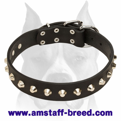 "Daily Elegance" Leather Amstaff Collar with Nickel-Plated Pyramids - Click Image to Close